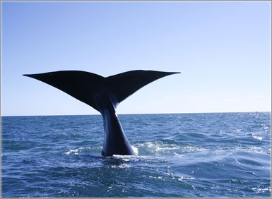 Long Island Whale Watching 